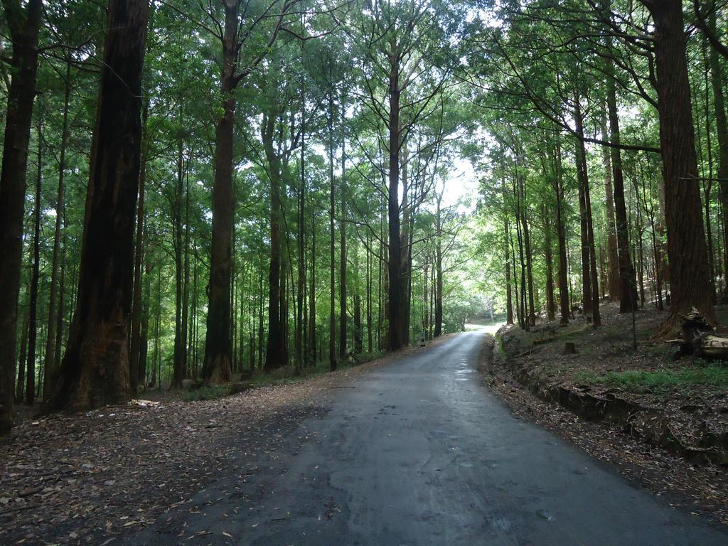 Forest Cyniciam Homestay Ohiya Buitenkant foto