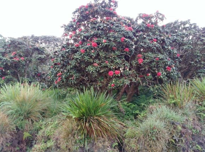 Forest Cyniciam Homestay Ohiya Buitenkant foto